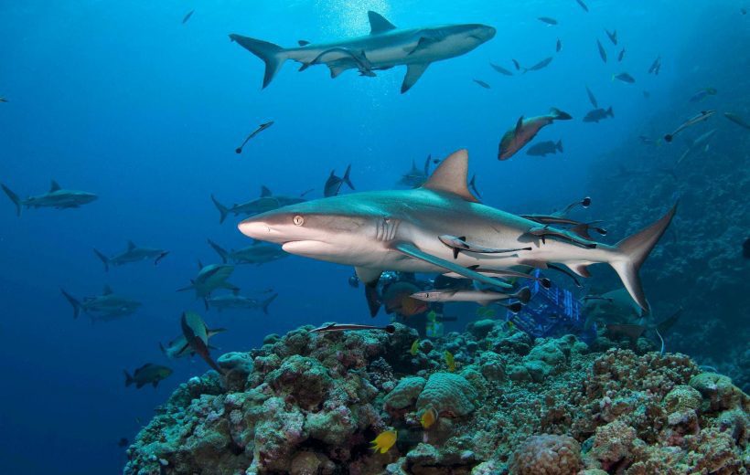 Great-Barrier-Reef-sharks