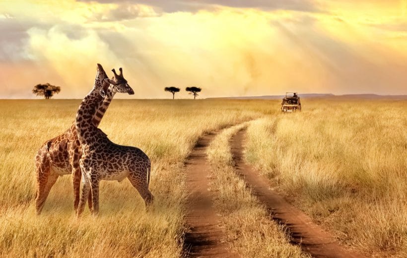 Group-of-giraffes-in-a-National-Park.-Sunlight-landscape.-small