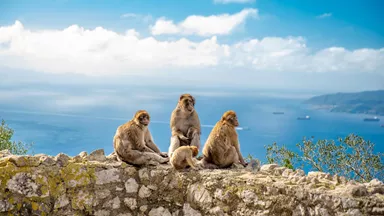 monkey-family-gibraltar-spain-1