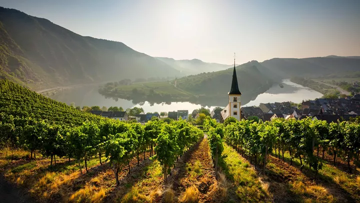 vineyard-rhine-valley-germany-9
