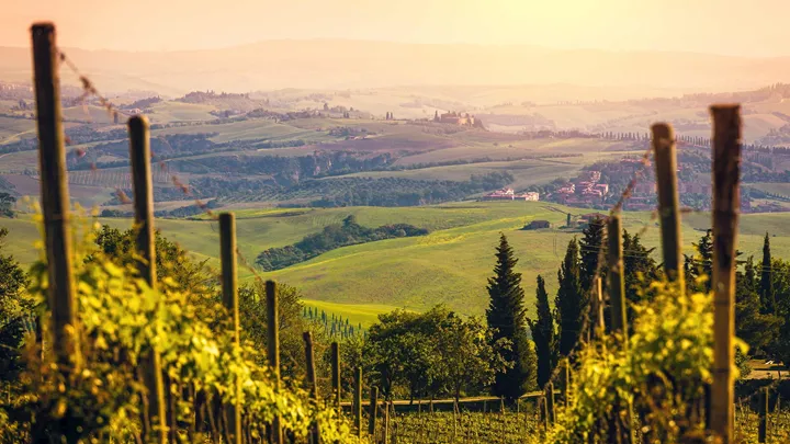 vineyard-tuscany-italy-3