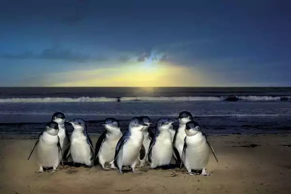 Philip Island