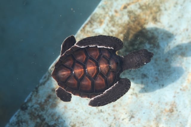 bernd-dittrich-AA_3vMKg9hE-unsplash