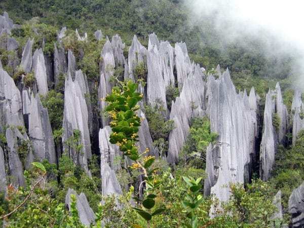 borneo-3