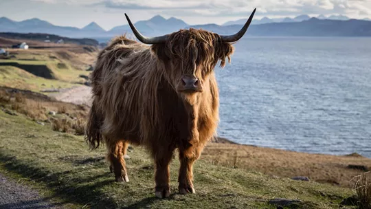 highland-cattle-scottish-highlands-scotland-1