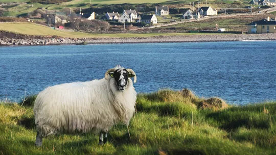 sheep-ring-of-kerry-ireland-1