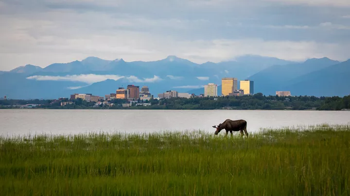 22_anchorage-alaska-moose-anchorage-alaska-usa-16
