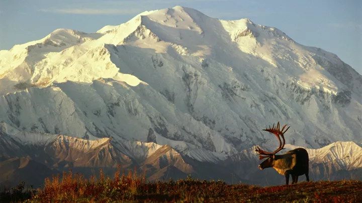25_denali-national-park-alaska-usa-16