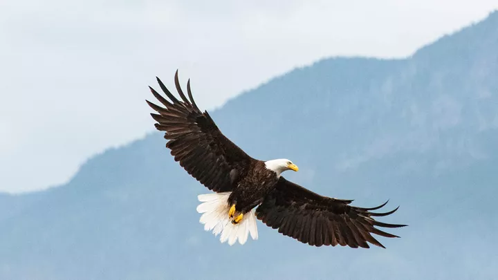 bald-eagle-baddeck-canada-1