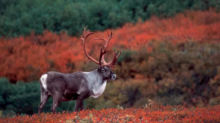 barren-ground-caribou-denali-national-park-alaska-usa-1