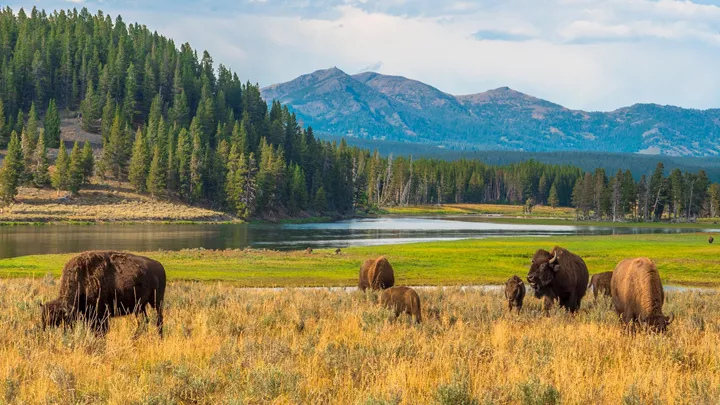 buffalos-yellowstone-national-park-usa-29