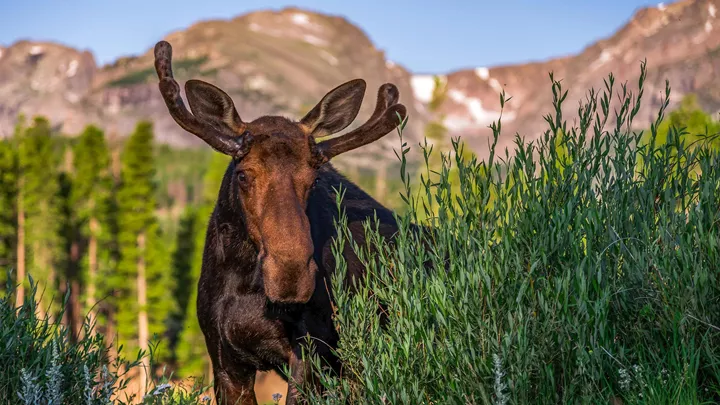 bull-moose-rocky-mountain-national-park-usa-1