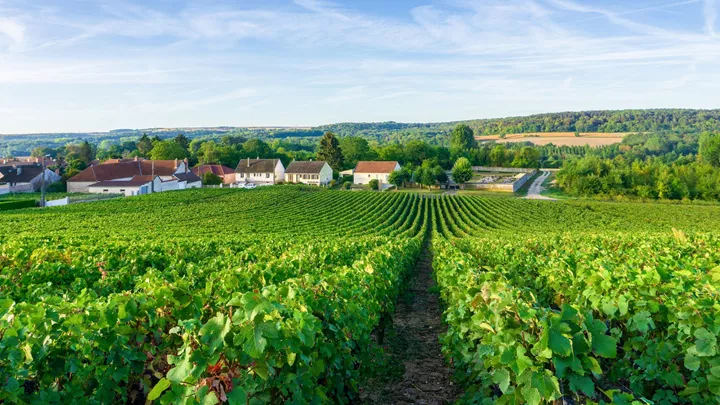 champagne-region-epernay-france-15