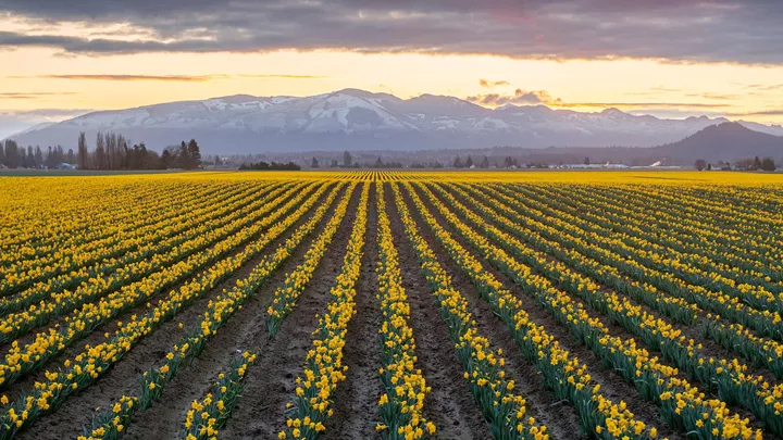 daffodil-rows-mount-vernon-usa-1