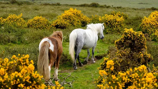 dartmoor-ponies-dartmoor-england-7