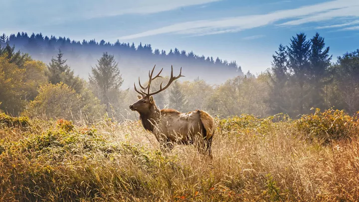 elk-yosemite-national-park-usa-1
