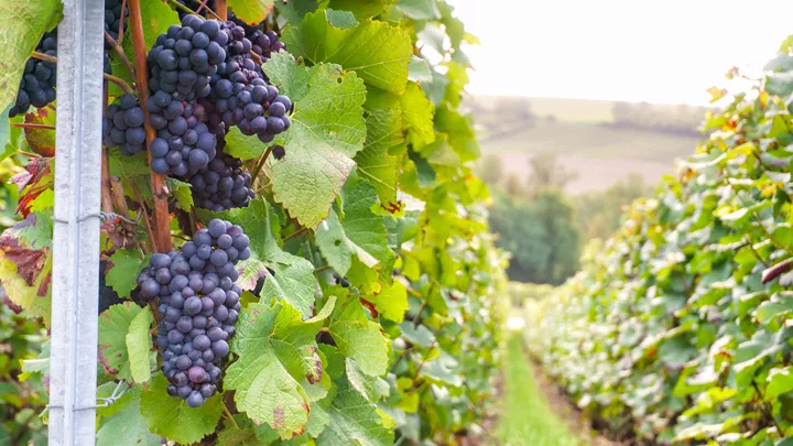 grape-vineyard-bordeaux-france-1