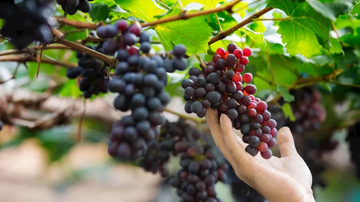 grapes-tree-willamette-valley-usa-1