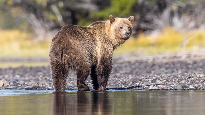 grizzly-bear-sun-peaks-canada-3