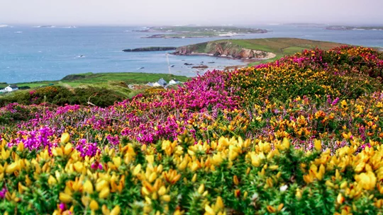 heather-furze-bushes-connemara-galway-ireland-3