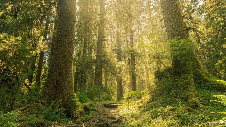 hoh-rainforest-olympic-national-park-usa-1