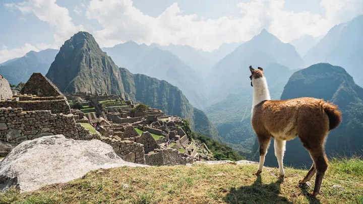 llama-machu-picchu-peru-13