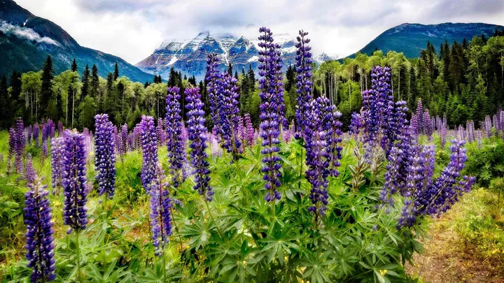 lupins-flower-mountain-mount-robson-canada-9