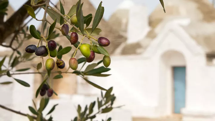 olive-tree-alberobello-italy-1