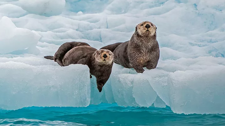 sea-otter-ice-valdez-alaska-usa-1