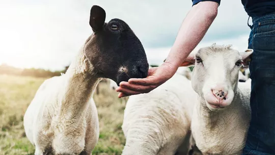 sheep-ring-of-kerry-ireland-1