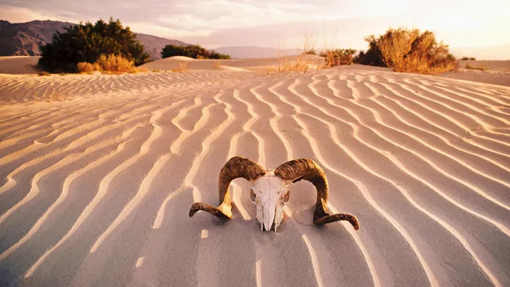 skull-desert-death-valley-usa-1