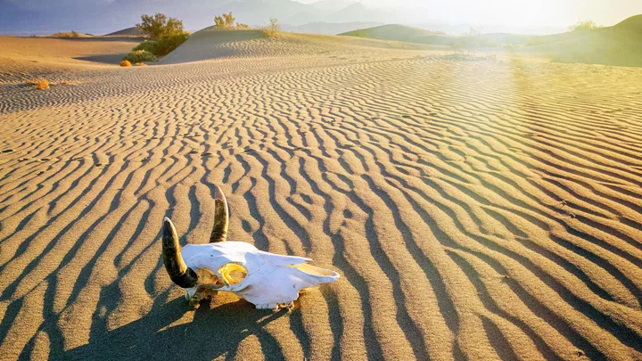 skull-desert-death-valley-usa-1