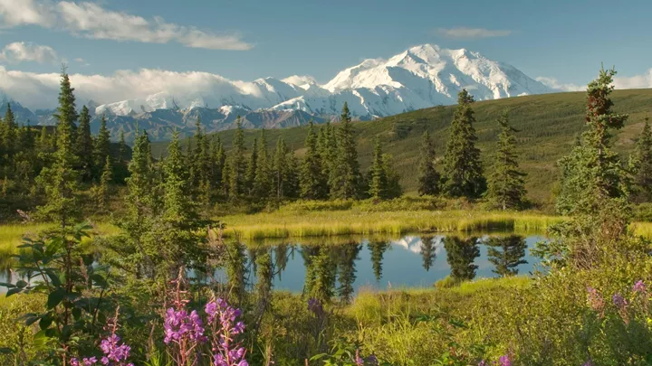 take-guided-denali-natural-history-tour-in-alaska-usa-1