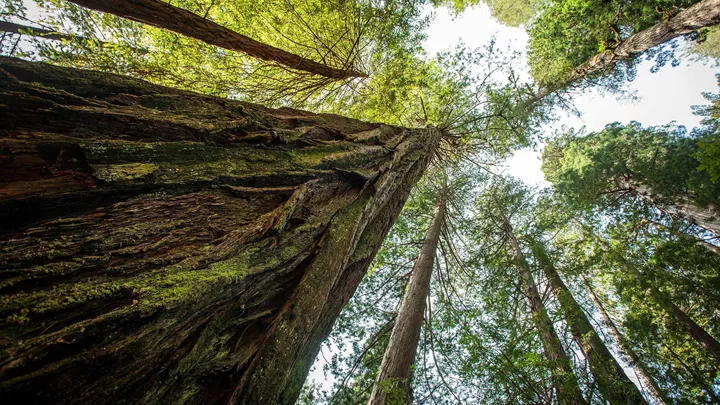 tree-sequoia-national-park-usa-1