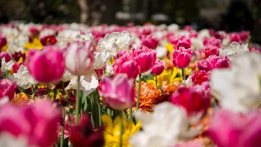 tulips-floriade-netherlands-1