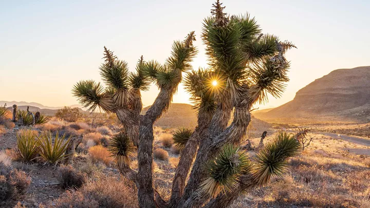 view-joshua-tree-national-park-usa-1