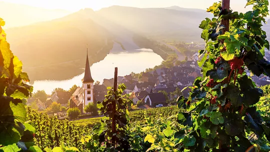 vineyard-rhine-valley-germany-2