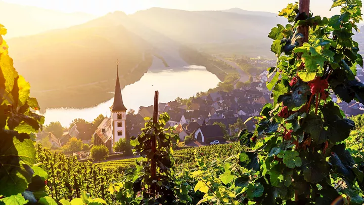 vineyard-rhine-valley-germany-3
