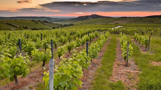 vineyards-loire-valley-france-1