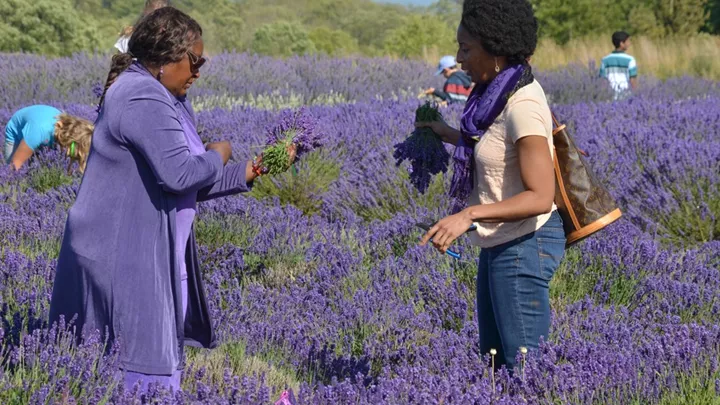 visit-jardin-du-soleil-lavender-farm-sequim-washington-usa-1