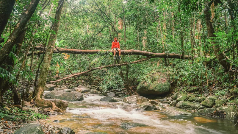 day-trip-to-the-daintree-rainforest-cairns-australia-1