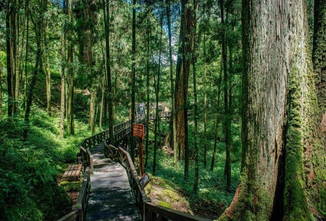 giant-trees-plank-trail