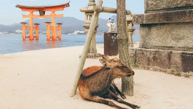 itsukushima-shrine-hiroshima-japan-4