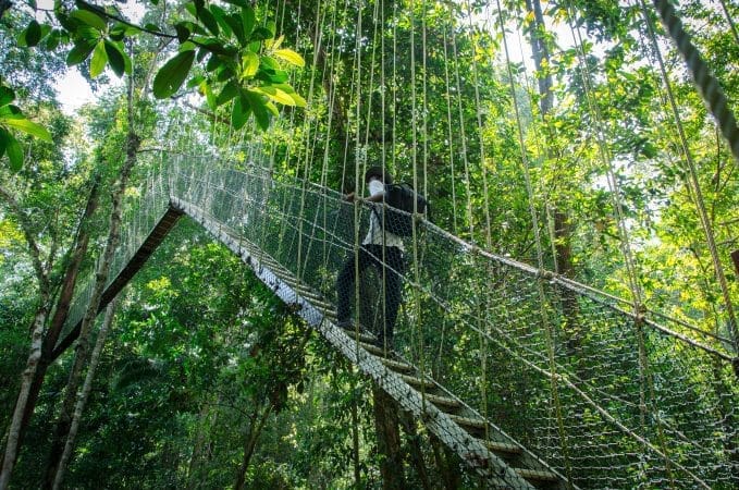 Mutiara Taman Negara – Canopy & Teresek (20)