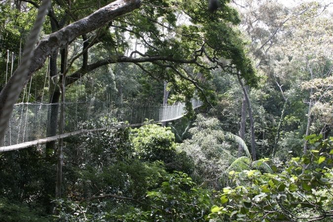 Mutiara Taman Negara – Canopy & Teresek (22)
