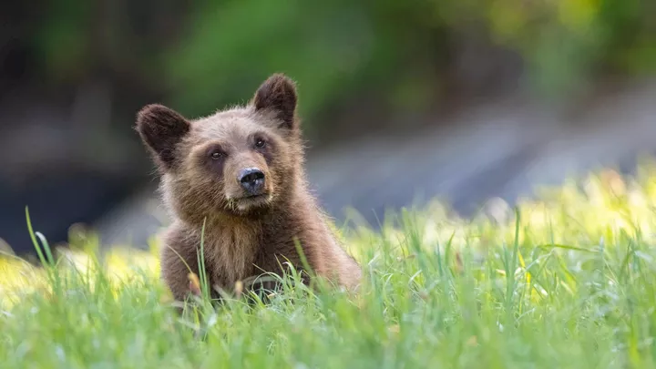 bear-cub-lake-louise-canada-1