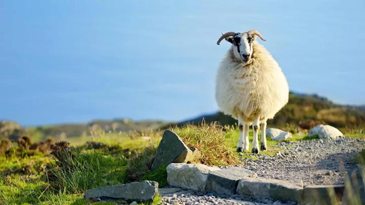 visit-scenic-connemara-ireland-1