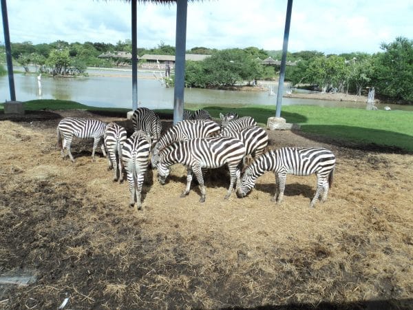 Zebras- safari- bangkok