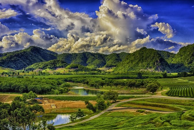 hills & tea farms of Chiang Rai