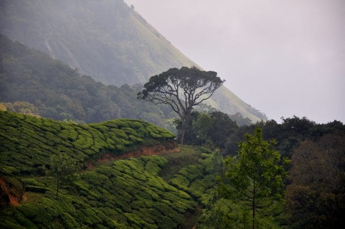 Tea Garden, Munnar